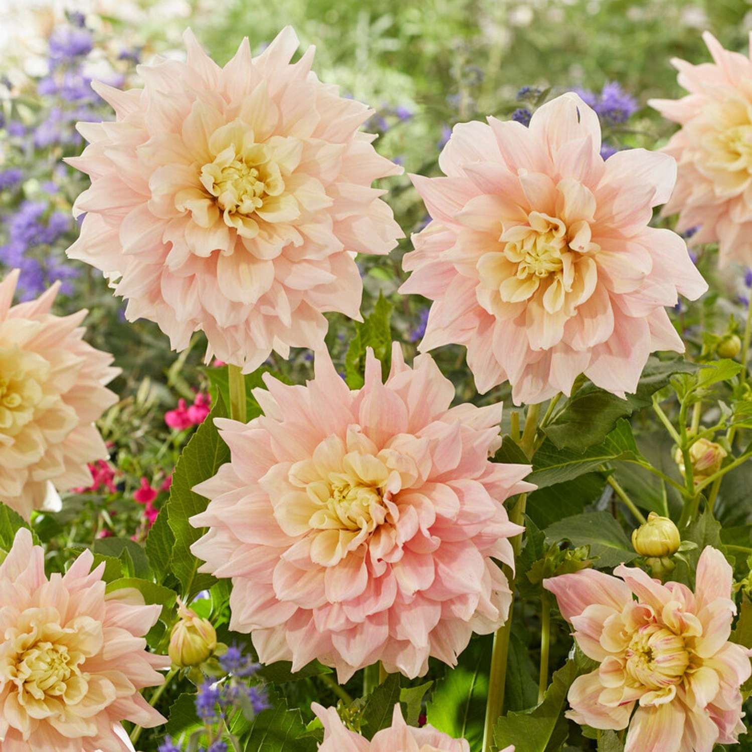 Dahlia 'Break Out'